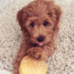 Meet your Posher, Sloane